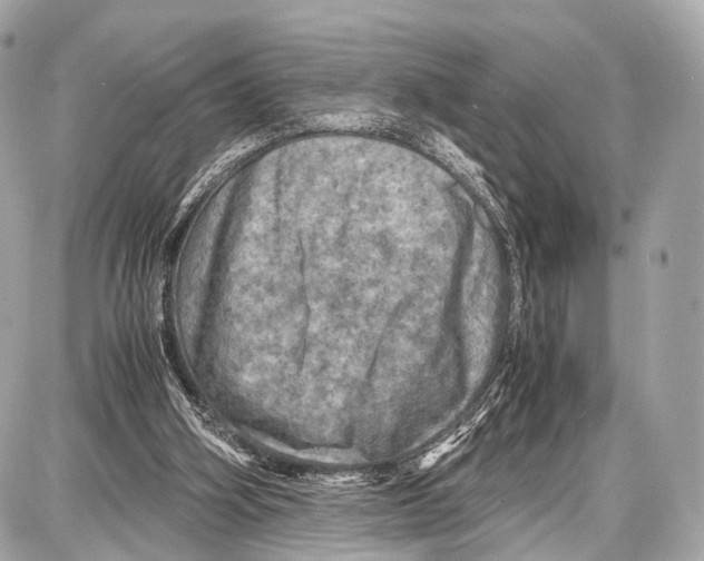 X0000087010106200705141841