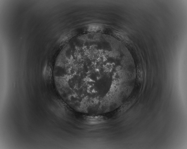 X0000087020375200704161605