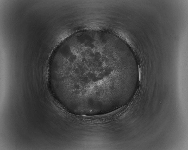 X0000087020675200704161601