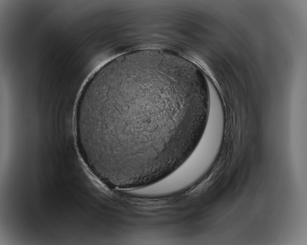 X0000087020795200704161600