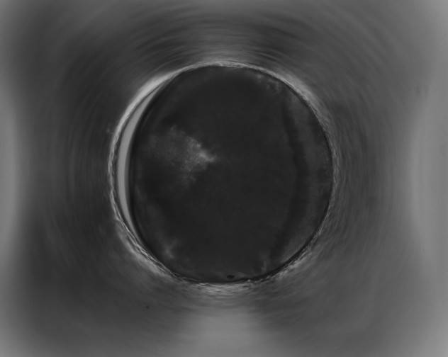 X0000087020864200704161600