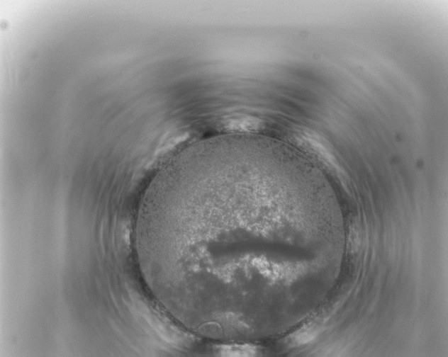 X0000087020363200704232005