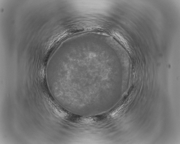 X0000087020405200704301319