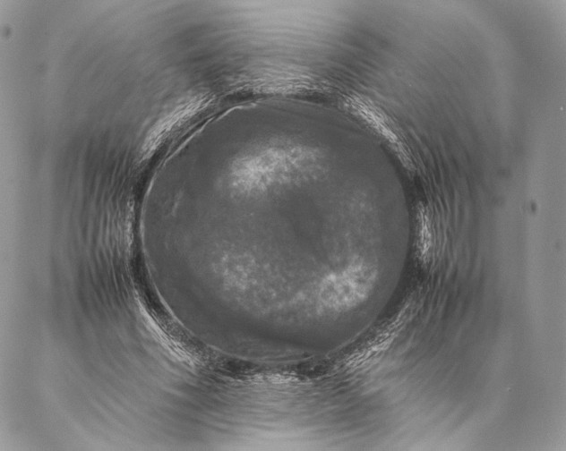 X0000087020586200704301316