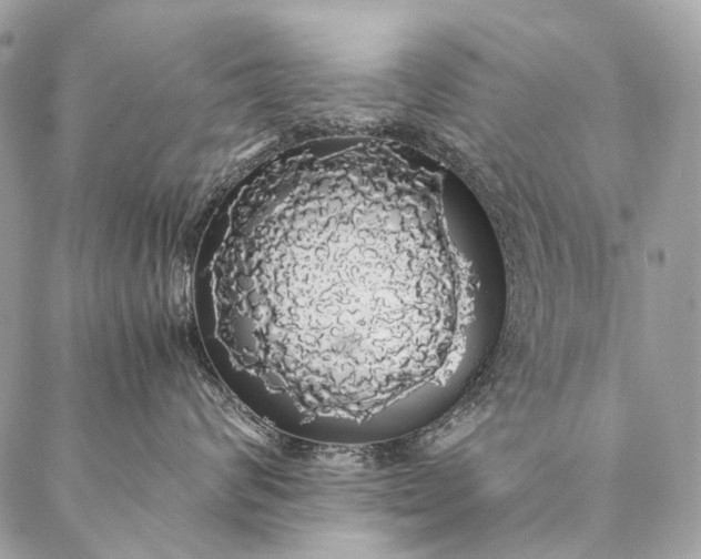 X0000087020624200704301316