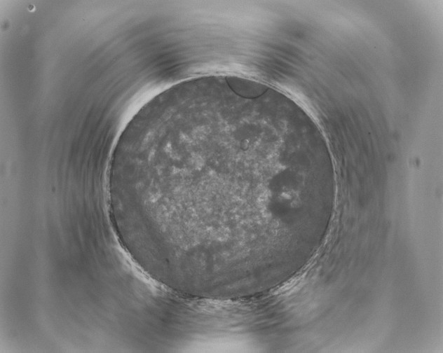 X0000087021056200704301309