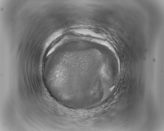 X0000087020006200705071521