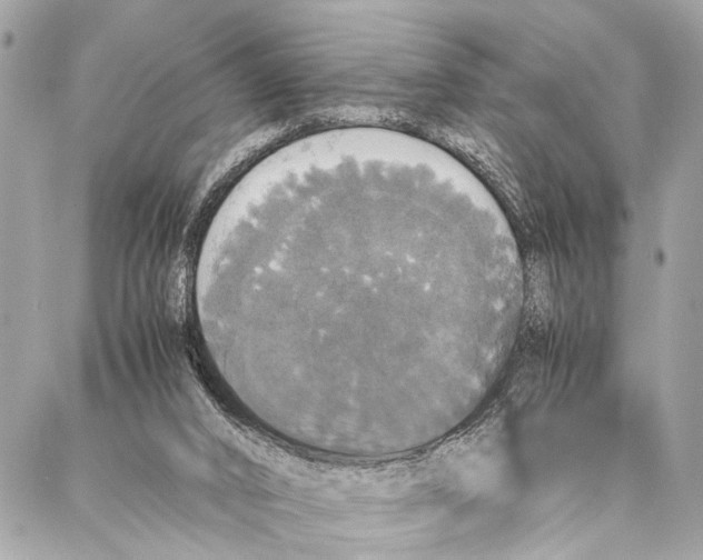 X0000087020016200705071521