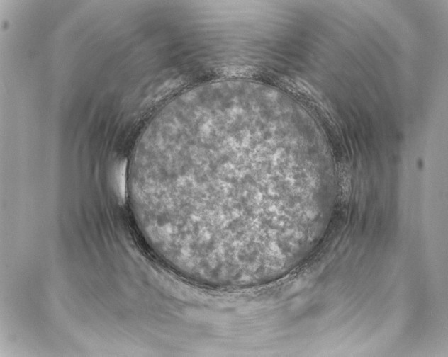 X0000087020028200705071521