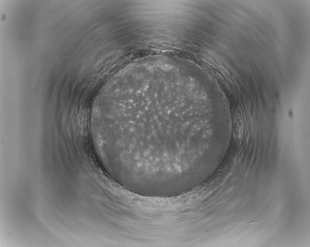 X0000087020034200705071521