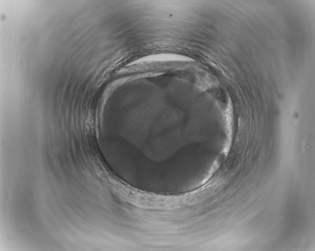 X0000087020048200705071520