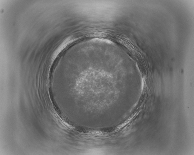 X0000087020195200705071518