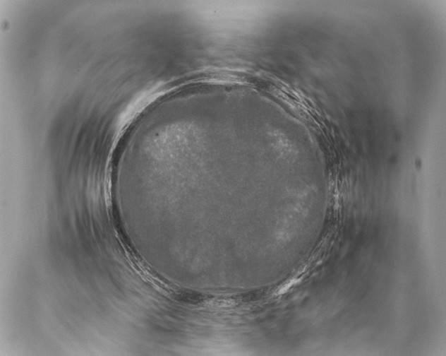 X0000087020294200705071516