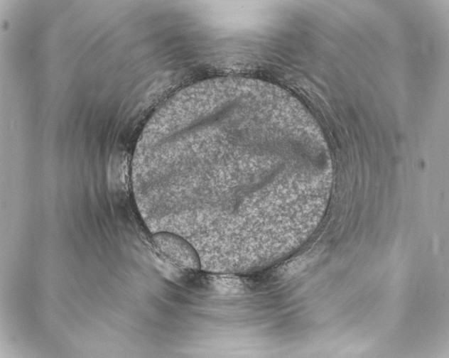 X0000087020336200705071516