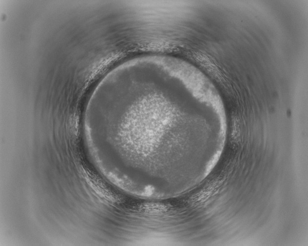 X0000087020636200705071510