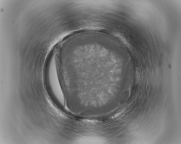 X0000087020726200705071509