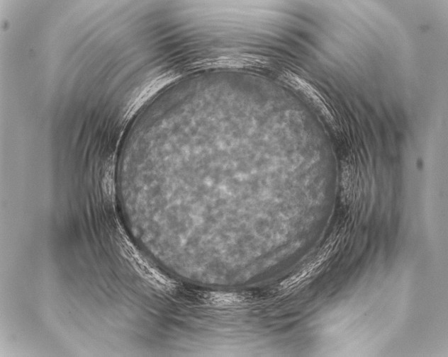 X0000087020794200705071508