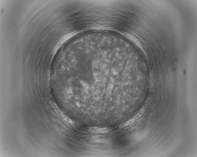 X0000087020831200705071507