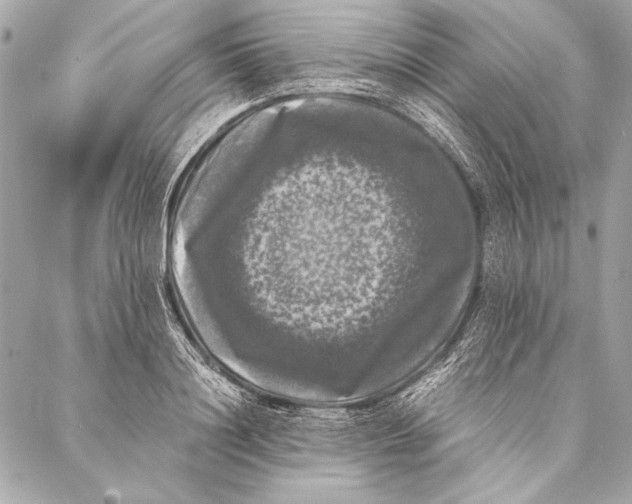 X0000087020844200705071508