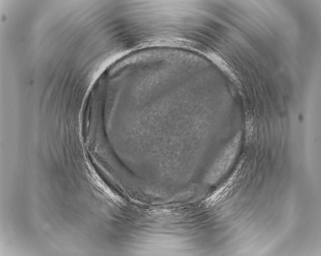 X0000087020846200705071508