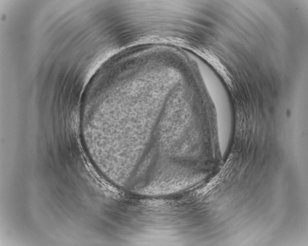 X0000087020896200705071507