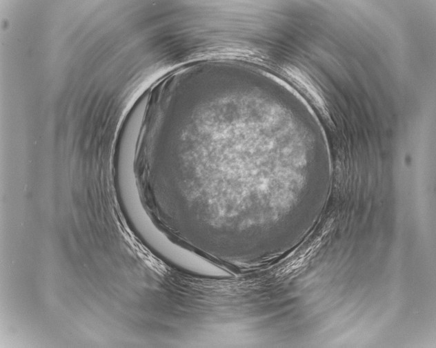 X0000087020948200705071506