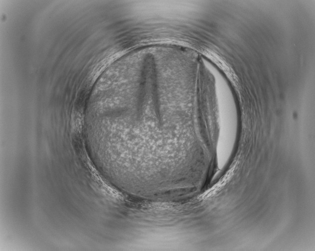 X0000087020993200705071505