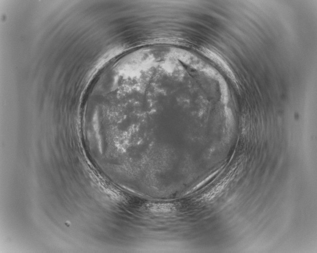 X0000087021043200705071505