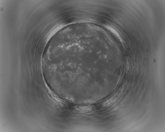 X0000087021047200705071505