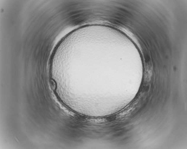 X0000087021053200705071505