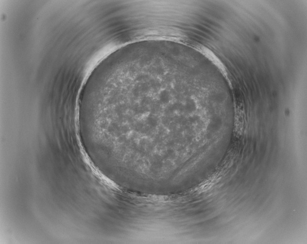 X0000087021096200705071503