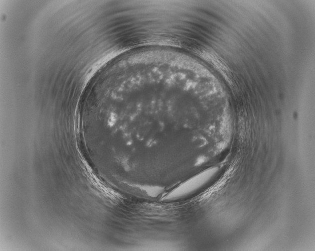 X0000087021125200705071503