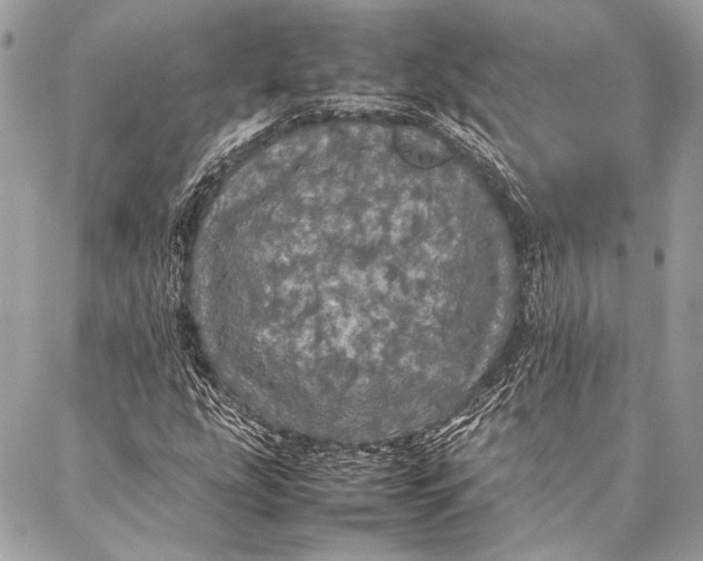 X0000087021207200705071501