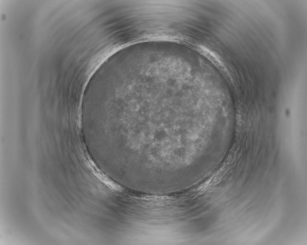 X0000087021236200705071501