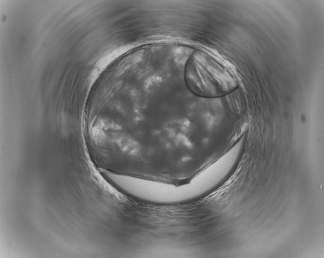 X0000087021239200705071501