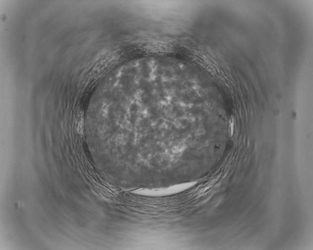 X0000087021251200705071501