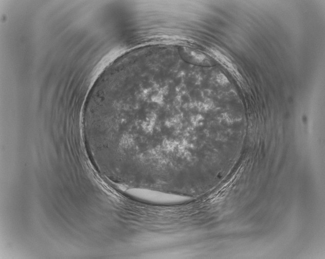 X0000087021283200705071500