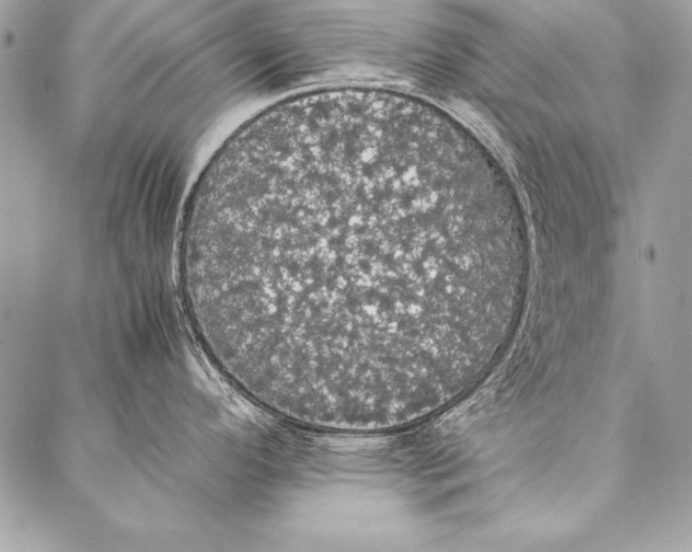 X0000087021296200705071500