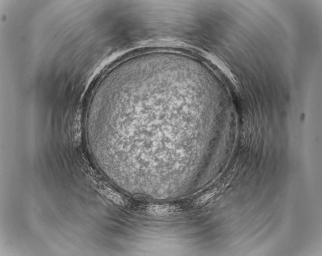 X0000087021364200705071459