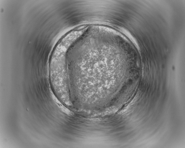 X0000087021388200705071459