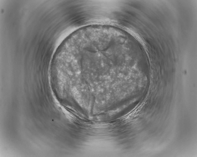 X0000087021440200705071459