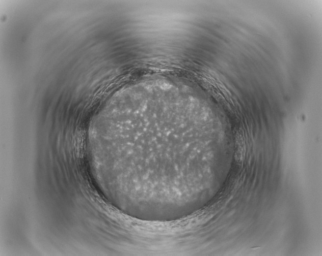 X0000087020034200705141907