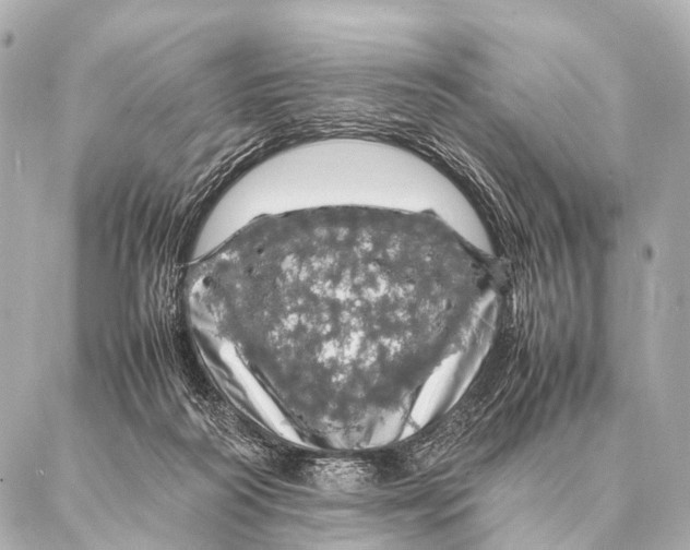 X0000087020218200705141904