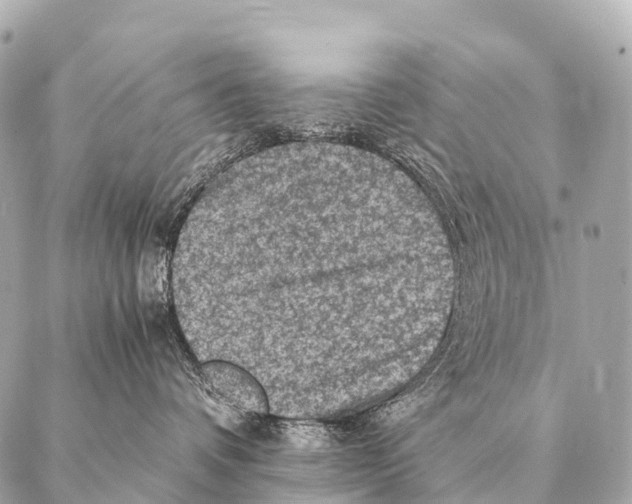 X0000087020336200705141902