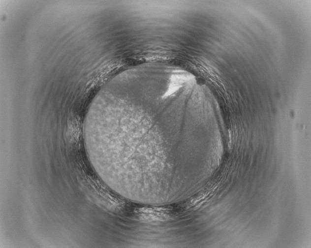 X0000087020367200705141902