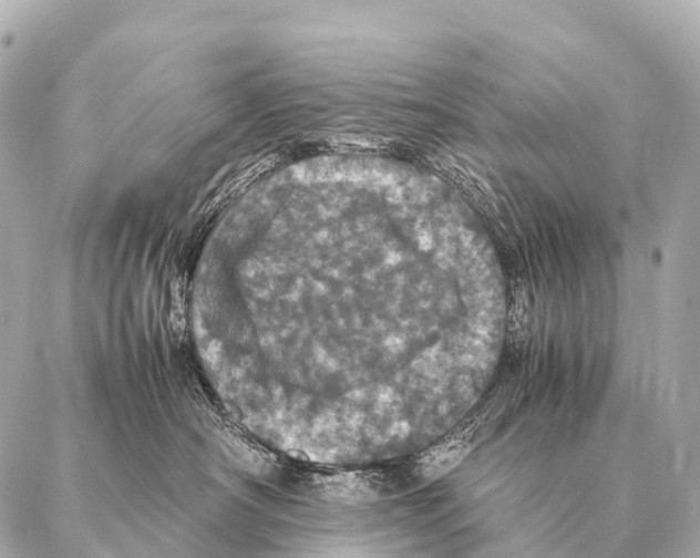 X0000087020430200705141901