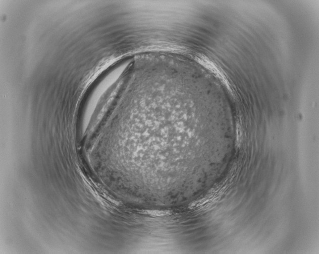 X0000087020436200705141900