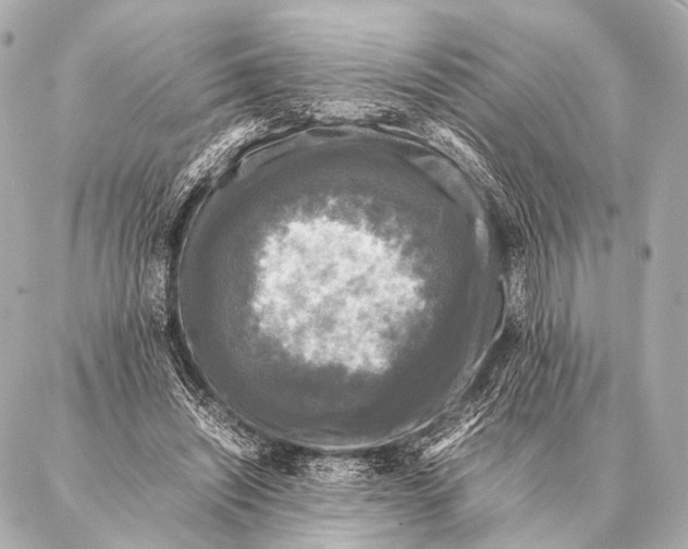 X0000087020444200705141900