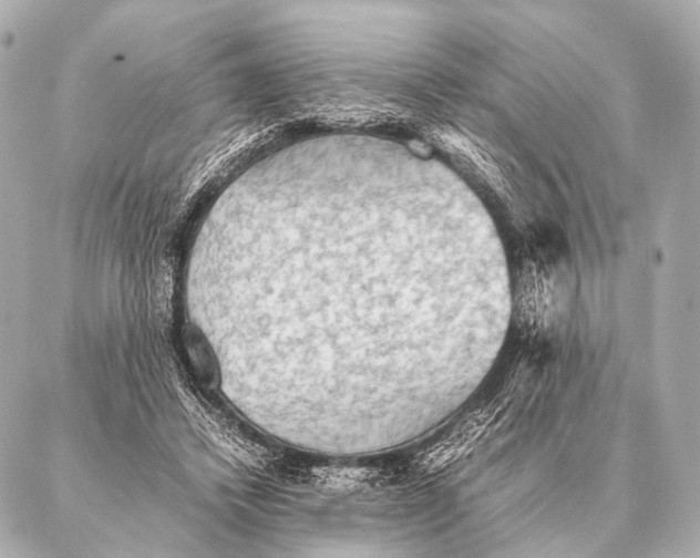 X0000087020448200705141900