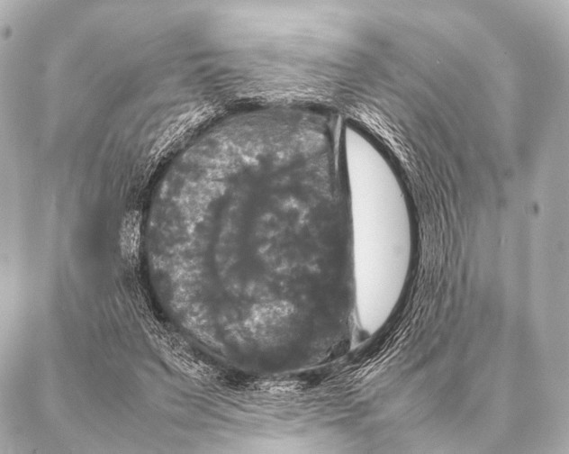 X0000087020495200705141900